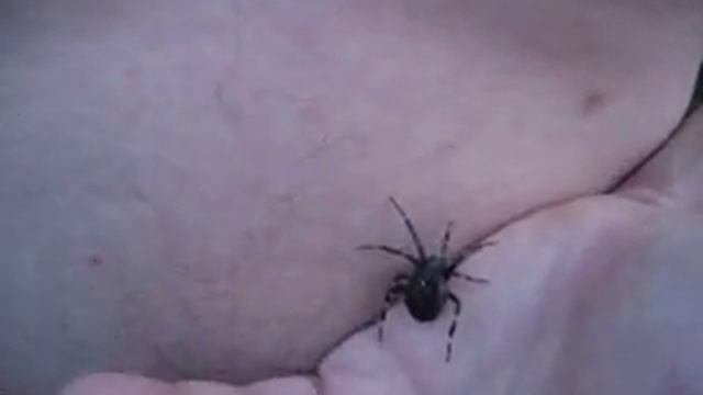 Пауки подмосковья :-)