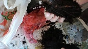 Распаковка роз из магазина ОБИ