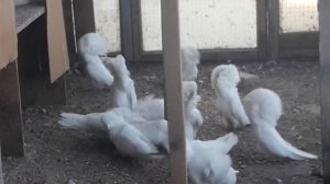 Голуби Якобины Александра Крюкова