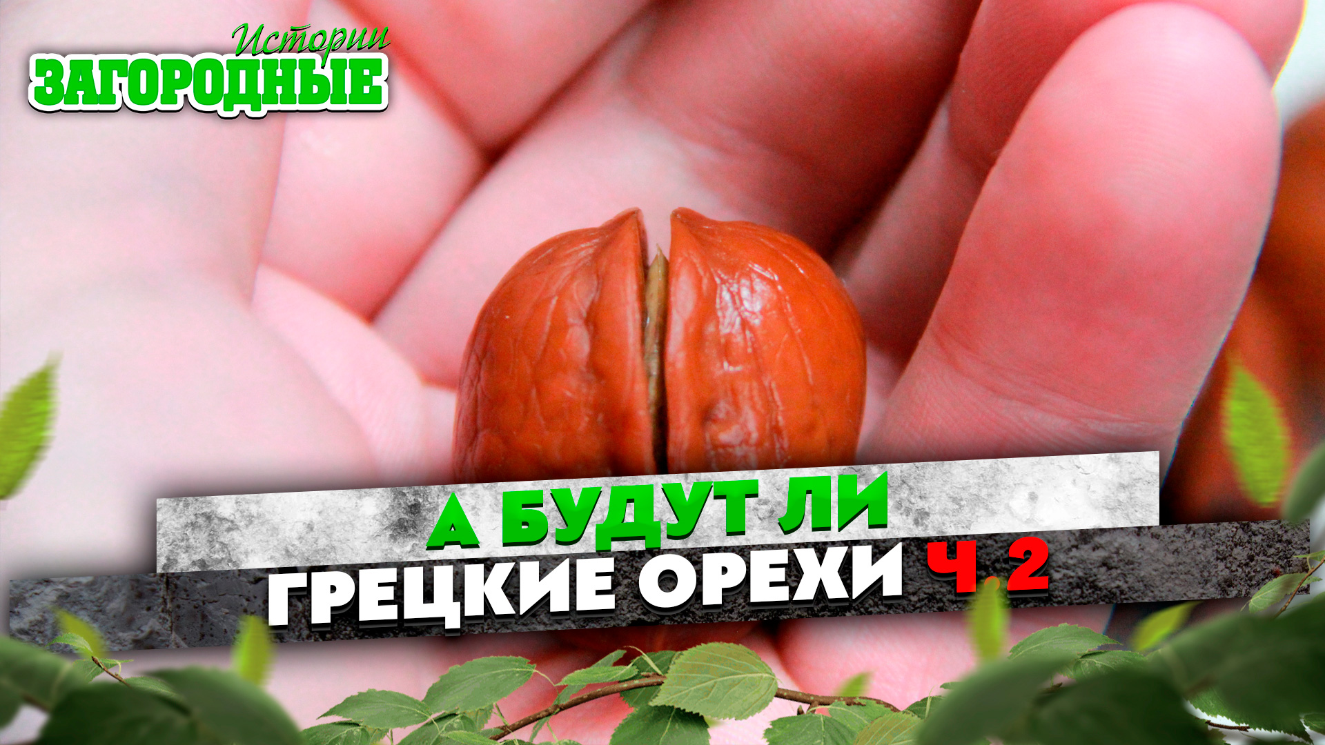 Выращиваю грецкие орехи в зоне рискованного земледелия!  ч.2