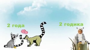 ЛЕМУР - описание + фото, виды лемуров, где и сколько живут эти животные