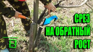 ОБРЕЗКА НА ОБРАТНЫЙ РОСТ ДЕРЕВЬЕВ. ИСПРАВЛЕНИЕ И ФОРМИРОВКА ДЕРЕВЬЕВ. САД (ОГОРОД) И ТЕПЛИЦА 14-21