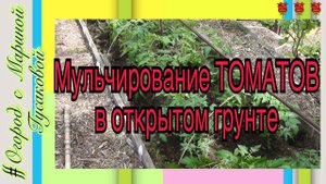 ТОМАТЫ в ОТКРЫТОМ ГРУНТЕ - мульчирование грядок. Посмотрите как и чем можно мульчировать грядки