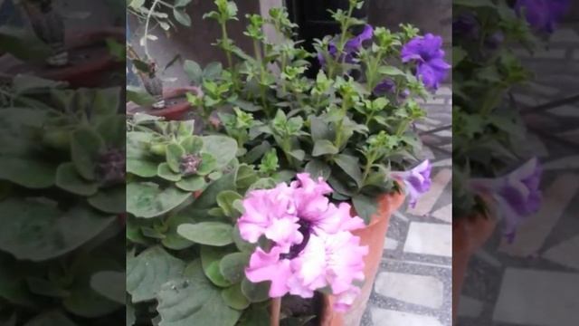 How to grow Petunia hybrida grandiflora Superbissima flowers blooms at home containers смотреть онлайн