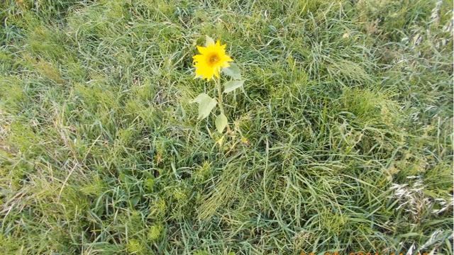 2021 09 26 #_МАНЧЕНКОВСКАЯ_КОФЕВАРКА_ТРОФИ_(26+_КМ) смотреть онлайн