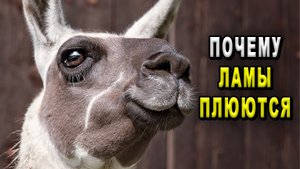Почему ламы плюются