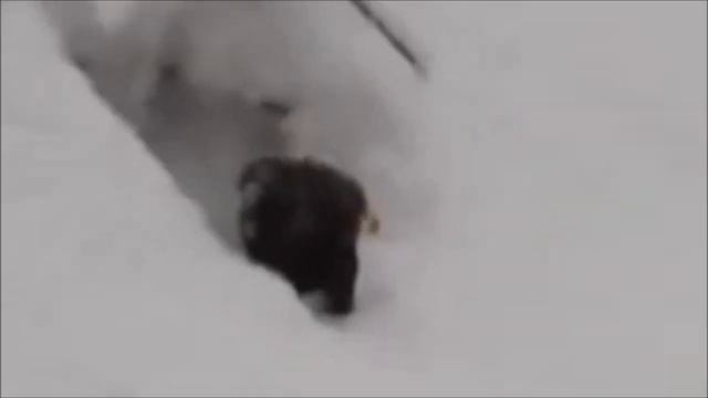 Странное неизвестное существо обнаружено в снегу! что это мутант или неизвестное животное смотреть онлайн