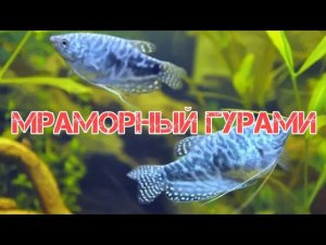 МРАМОРНЫЙ ГУРАМИ. СОДЕРЖАНИЕ И РАЗВЕДЕНИЕ