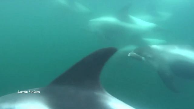Беломордые дельфины под водой. смотреть онлайн