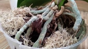 ВАШИ корни орхидеи ОШЕЛОМЕЮТ! ОБОГАЩЕНИЕ корней орхидеи! НАРАЩИВАНИЕ корням орхидеи ШОК! МОЩЬ корня