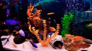 Цихлидник на 200 литров