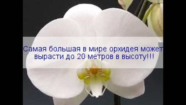 Топ интересных фактов про орхидеи смотреть онлайн