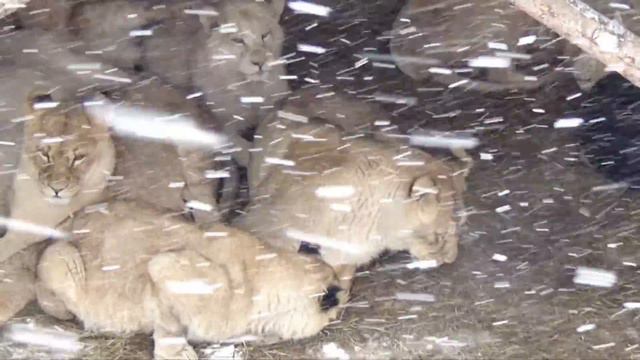 Иностранные туристы приехали посмотреть на российских львов🦁🐾🇷🇺 ПАРК ЗЕМЛЯ ПРАЙДА❄ смотреть онлайн