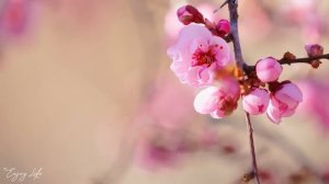 Музыка лечит сердце и сосуды🌿 Успокаивающая музыка восстанавливает нервную сист
