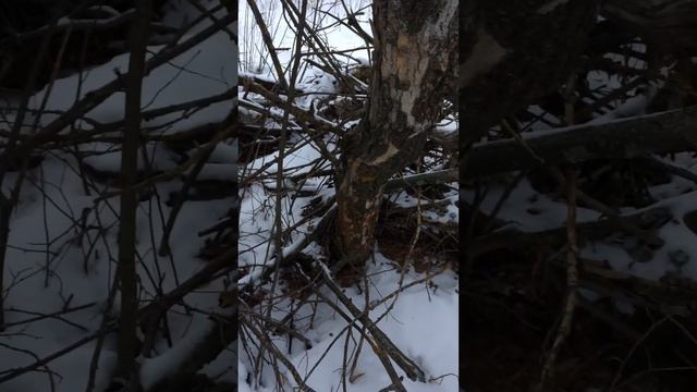 Какие деревья можно брать в лесу для дров