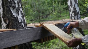 кормим пчел