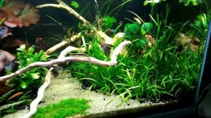 Как подготовить корягу , мой опыт.