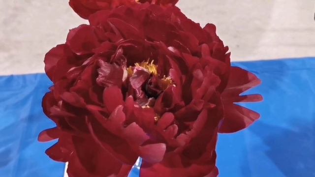牡丹芍药展2022  红色芍药集锦  Peony Festival ~Red Peonies