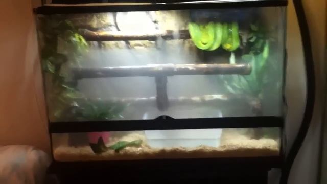 4 green tree python and emerald tree boa setups смотреть онлайн