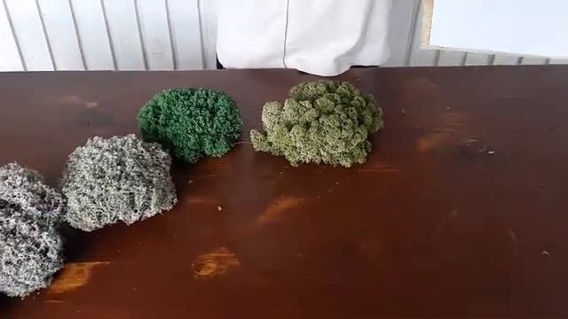 Стабилизированный мох