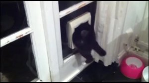 Вот, что будет, если перекармливать котов