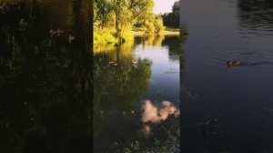 БУНИНСКАЯ АЛЛЕЯ//BUNINSKAYA ALLEYA