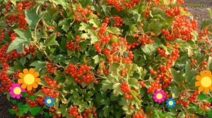 Калина обыкновенная Компактум. Краткий обзор, описание характеристик viburnum opulus Compactum