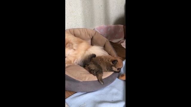 ♥ Щенки Шпица Габби ♥ Прикольные моменты