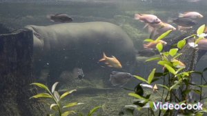 Hippopotamus. Wildlife world. Animals. Бегемот. Гипопотам. Мир дикой природы. животные.