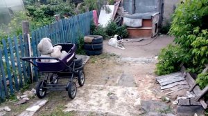 Пообщались с псом