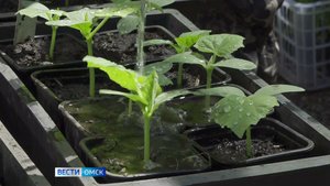 Омичи принялись сеять овощи и даже некоторые цветы, хотя открытие дачного сезона еще не скоро