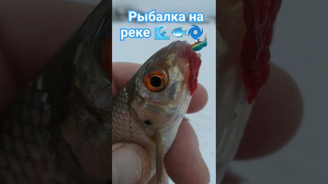 РЫБАЛКА на МОРМЫШКУ 🐟🎣🐟🌊🐟🎣🐟🌊🏞️🌀📽️🌲🌲🌲🏡🌀🏡