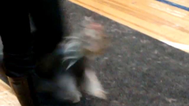 Моно- Йорки Новосибирск 24.01.10 Кобели промежуток 6.MPG смотреть онлайн