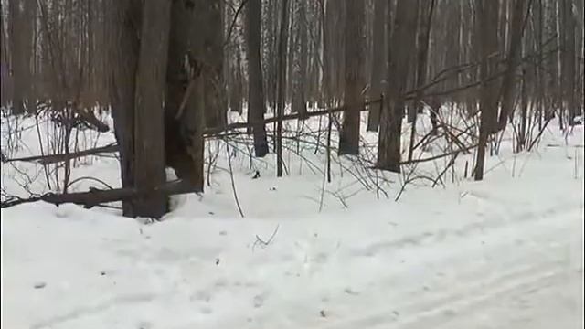 Димитровградские боксеры вернулись с первенства ПФО смотреть онлайн