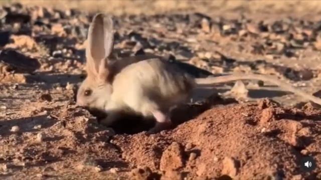 ВЕСЕЛЫЙ ТУШКАНЧИК смотреть онлайн