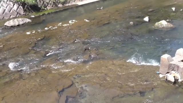 Sony HDR-GW77E(HDR-GW77V) Duck ZoomOut with Panning смотреть онлайн