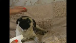 Как чистить носовую складку у мопса,зачем это нужно?