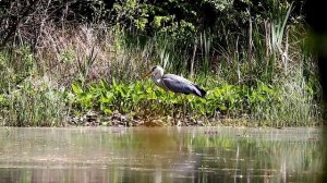 А говорят, не клюет... Серая цапля. Ardea cinerea. Птицы Беларуси.