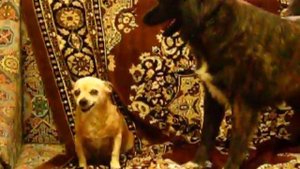 Ох и чихнули