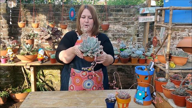 Graptoveria opalina смотреть онлайн