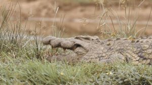 Is KRUGER NATIONAL PARK the GREATEST? - Lost in Kruger Intro (4K)