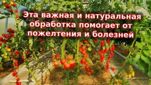 Эта важная и натуральная обработка повышает урожай июле и августе. Помогает от пожелтения и болезней