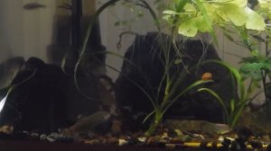 Гарра панда (Garra flavatra).