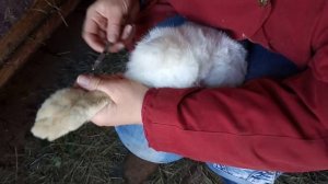 Прививка кроликов ассоциированной вакциной.