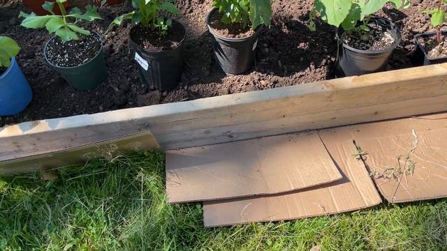 Finally Planting DAHLIAS in a New Raised Bed! 🌺 Is it too late??  Zone 6 Cut Flower Garden смотреть онлайн