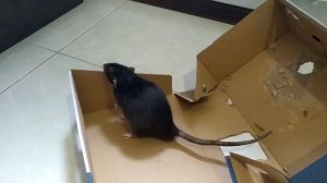 Стоит ли РАЗВОДИТЬ КРЫС