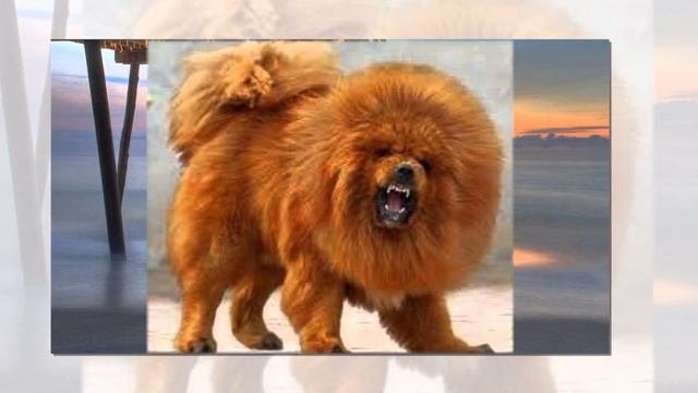 ТОП10 Самые дорогие породы собак в мире#ЛучшеенаЮТУБе
