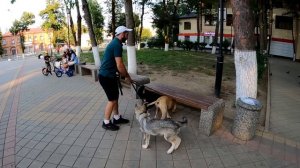 ПЕРВАЯ ПРОГУЛКА С БАНДОЙ ПО ГОРОДУ !!! Волчонок Луна/Питбуль Кими/Дворянин Колобок.