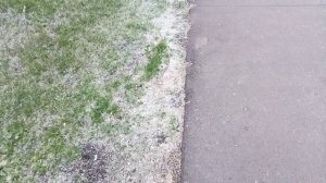 Тополиный пух. Интересные факты