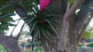 How to grow Tillandsia Cyanea on trees